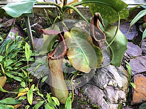 Tropical Pitcher Plant Ã¢â¬ËAlataÃ¢â¬â¢ Nepenthes alata, Geflugelte Kannenpflanze or Gefluegelte Kannenpflanze photo
